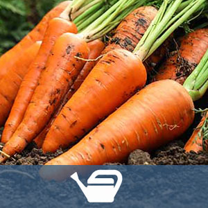 Все о поливе моркови в 1 таблице: когда, как часто, сколько