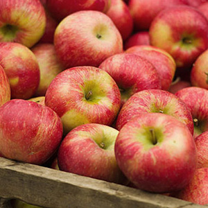 Как хранить яблоки всю зиму - полное руководство по сбору, укладке ихранению яблок на зиму