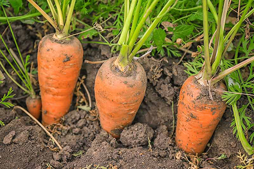 морковь в сухой земле