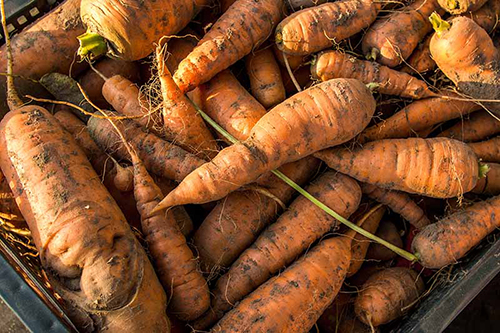 морковь с открученной ботвой