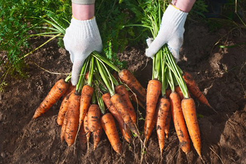 ручной сбор моркови