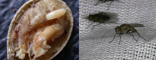 семя с личинками ростковой мухи и взрослая особь фото