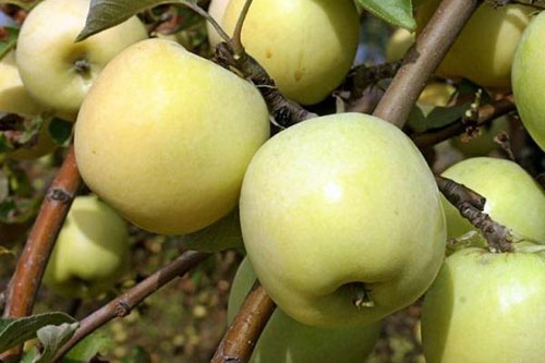 плоды Антоновки обыкновенной на дереве