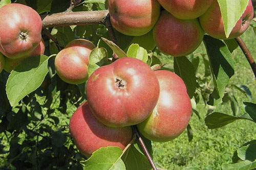 плоды яблок сорта Белорусское сладкое на дереве