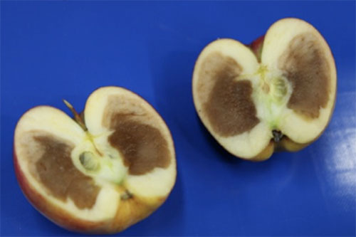 побурение мякоти яблок при хранении