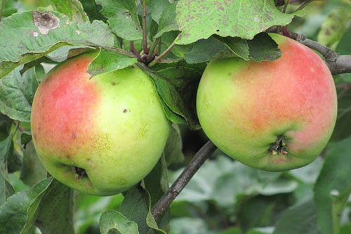 плоды яблок сорта Синап орловский на дереве